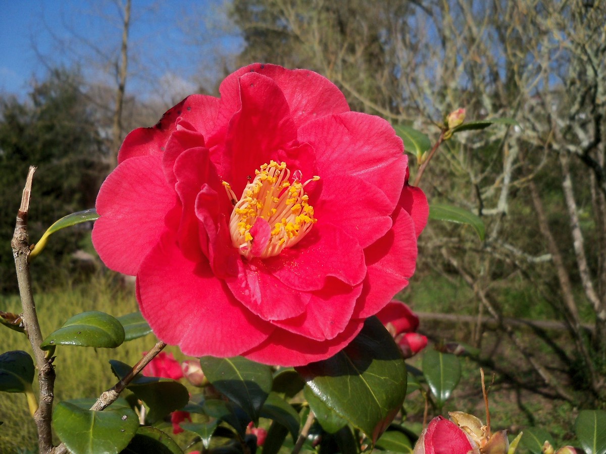 Camellia April 2015